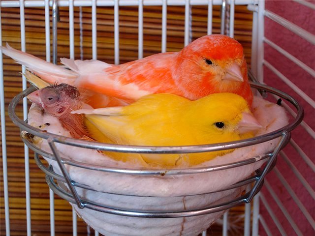 Содержание канареек и уход за ними в Сокольниках