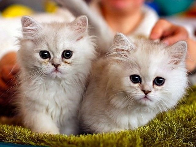 Породы кошек в Сокольниках | ЗооТом портал о животных