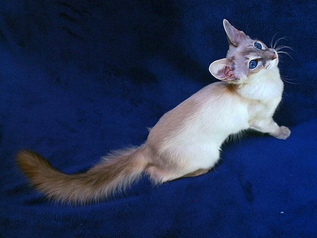 Выведенные породы кошек в Сокольниках | ЗооТом портал о животных
