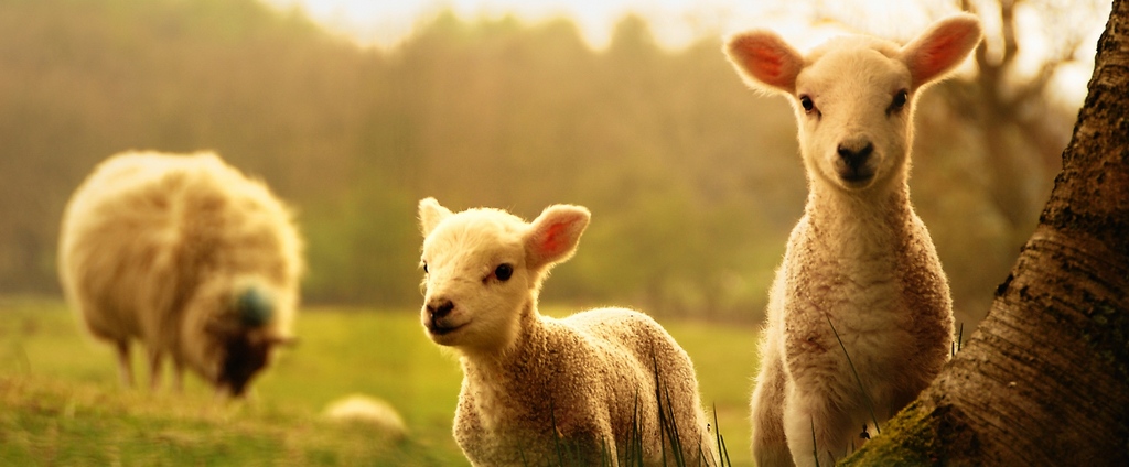 Объявления о сельскохозяйственных животных | ЗооТом - продажа, вязка и услуги для животных в Сокольниках