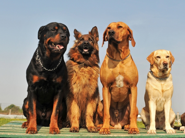 Крупные породы собак в Сокольниках | ЗооТом портал о животных